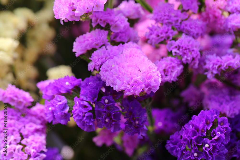 Pink limonium and green branches,Limonium sinense (Girard) Kuntze
Pink limonium and green branches,Limonium sinense (Girard) Kuntze