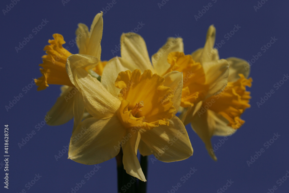 Fototapeta premium Daffodil