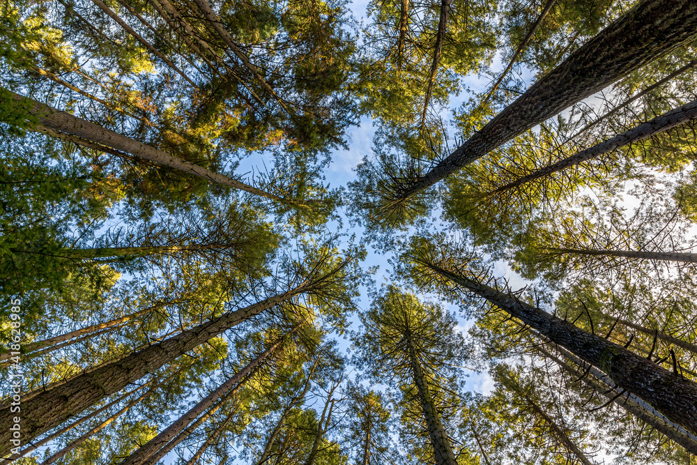 Fototapeta premium Standing in a forest, looking up at tall trees and blue sky