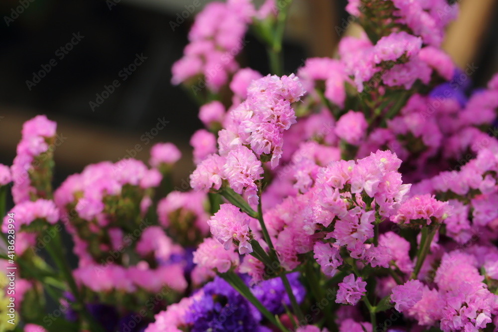 Obraz premium Pink limonium and green branches，Limonium sinense (Girard) Kuntze 