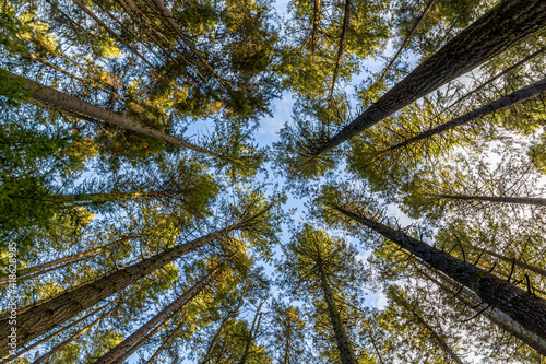 Standing in a forest  looking up at tall trees and blue sky