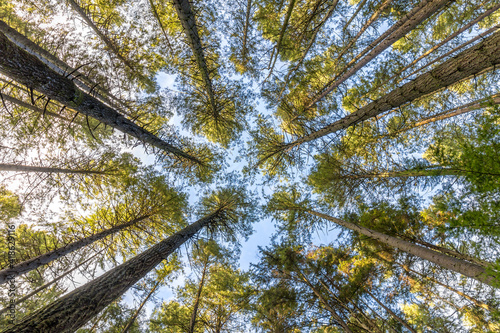 Standing in a forest, looking up at tall trees and blue sky