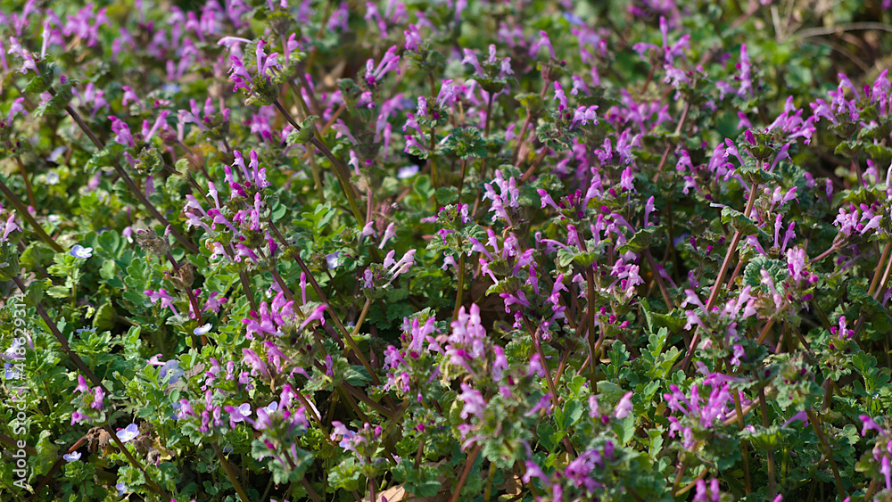 field of flowers