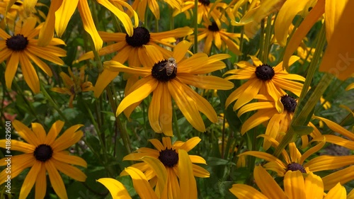 Rudbeckia hirta, commonly called black-eyed Susan, is a North American flowering plant in the sunflower family photo