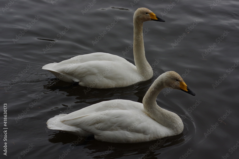 Naklejka premium 厳しい寒さを避けて越冬で飛来地へと渡ってきた、美しい白い羽毛のオオハクチョウ