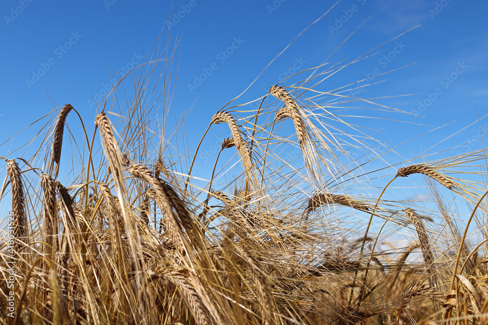 Obraz premium A blue sky and ripe heads of barley