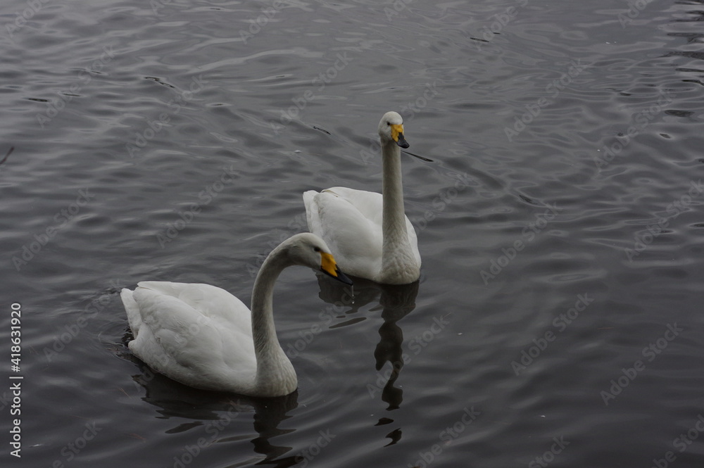 Obraz premium 厳しい寒さを避けて越冬で飛来地へと渡ってきた、美しい白い羽毛のオオハクチョウ