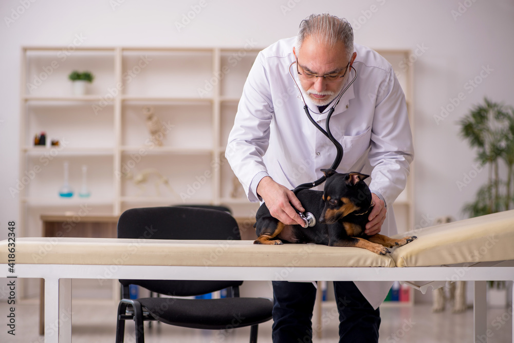 Old male vet doctor examining dog in the clinic Old male vet doctor examining dog in the clinic
