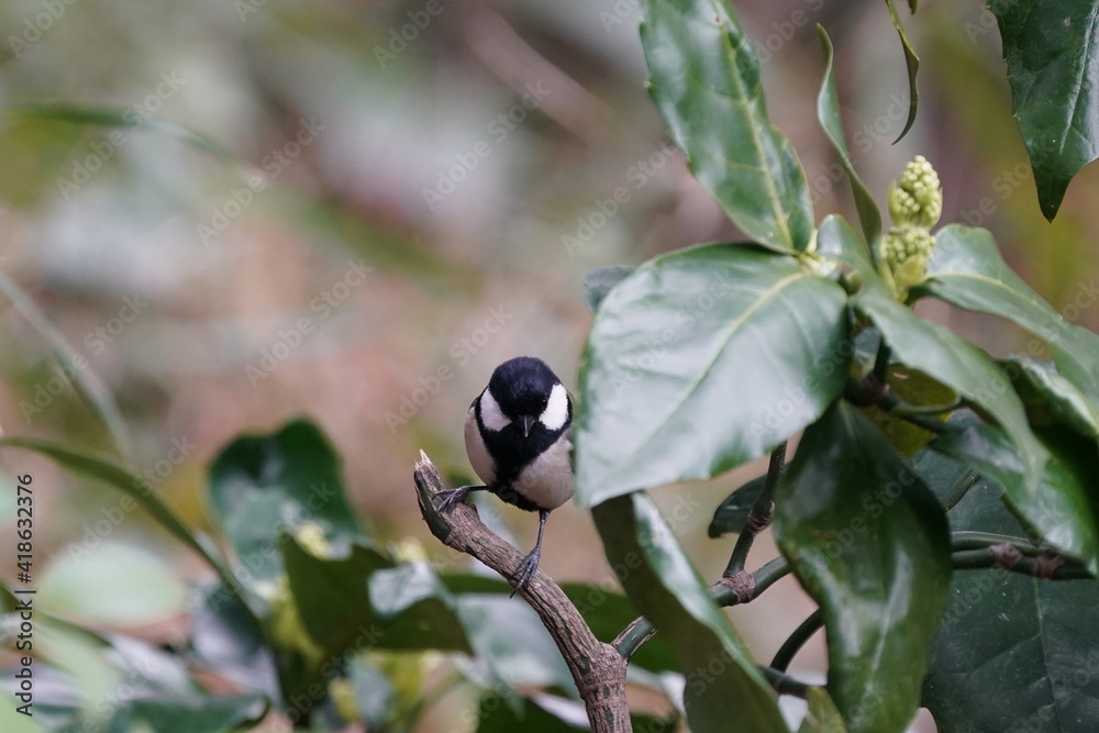 japanese tit on the branch japanese tit on the branch