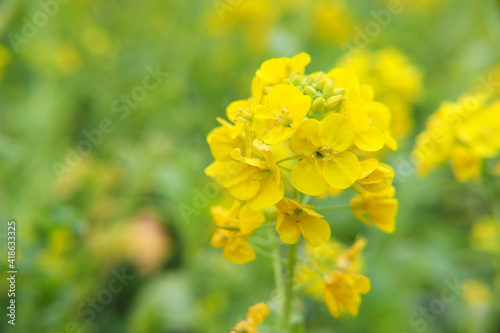菜の花 春 黄色 春 アブラナ 花畑 なのはな 落ち着いた 美しい 満開 グリーン 穏やか