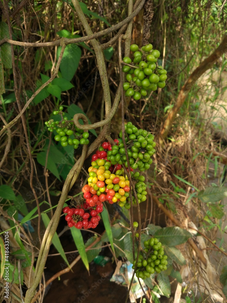 photo of wild fruit that usually grows around the riverside photo of wild fruit that usually grows around the riverside