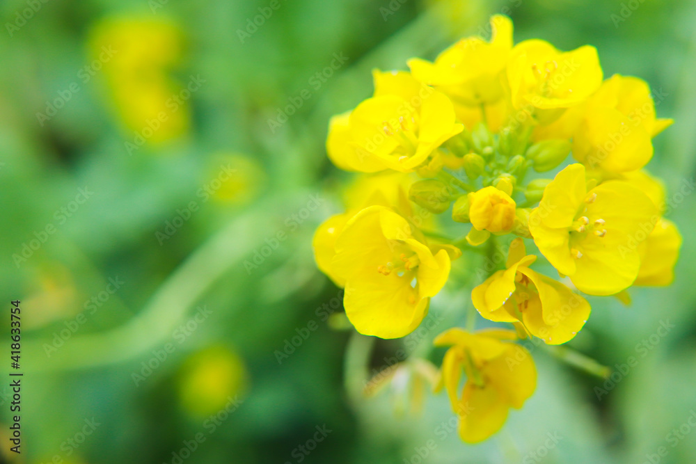 なのはな 菜の花 春 黄色 春 美しい かわいい きれい 満開 花 グリーン 穏やか なのはな 菜の花 春 黄色 春 美しい かわいい きれい 満開 花 グリーン 穏やか