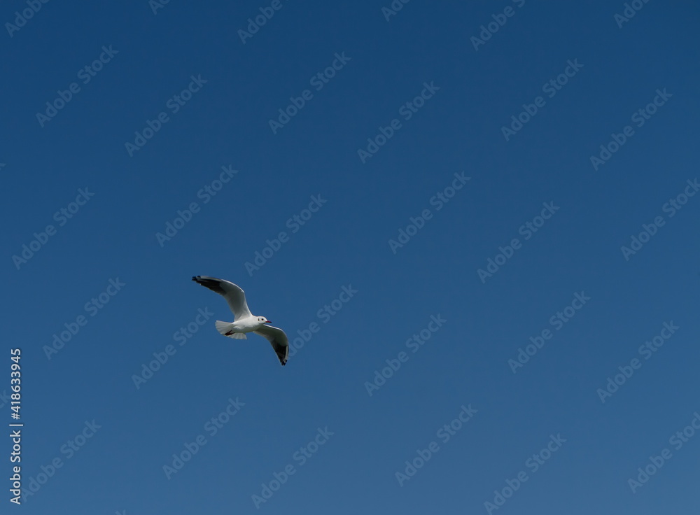 Black Sea gull in the sky over the sea summer Black Sea gull in the sky over the sea summer