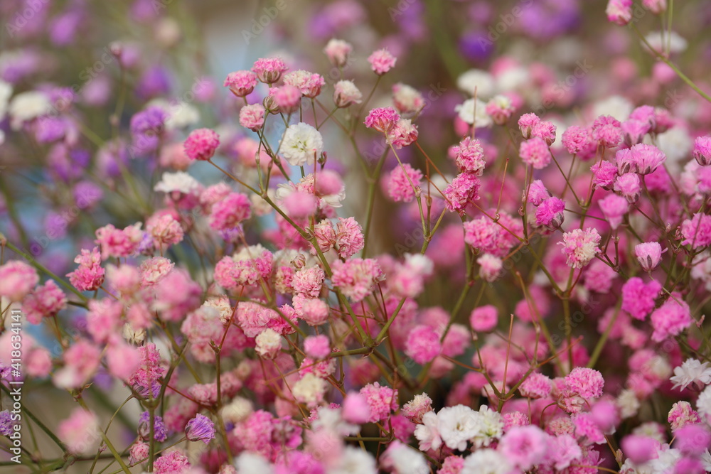 Blooming cone stone flower and green leaves,Gypsophila paniculata Blooming cone stone flower and green leaves,Gypsophila paniculata