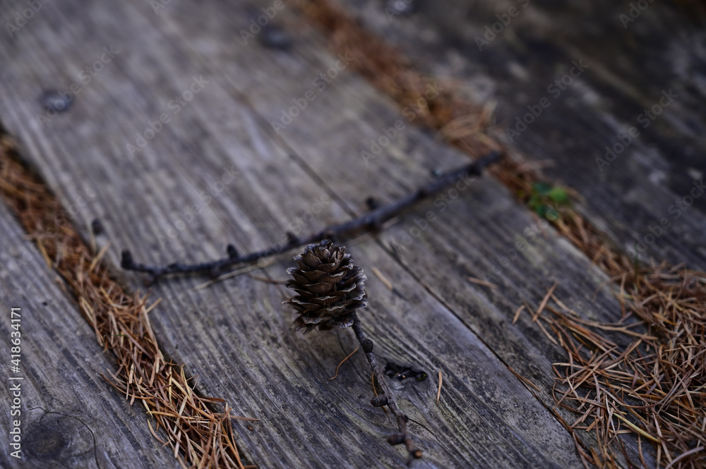 Fototapeta premium 松ぼっくり