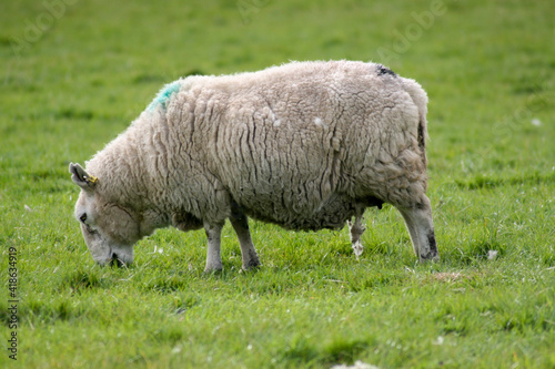 Fototapeta Naklejka Na Ścianę i Meble -  sheep and lamb Scotland