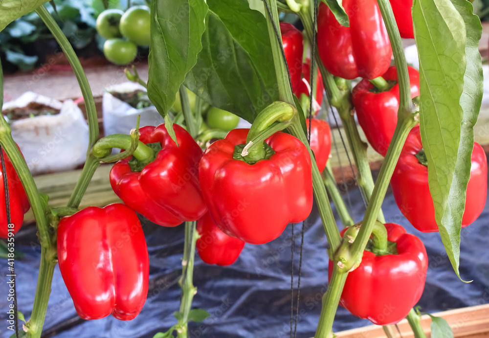 Red sweet pepper or capsicum annuum group hanging on vine of tree in organic vegetables farm background Red sweet pepper or capsicum annuum group hanging on vine of tree in organic vegetables farm background