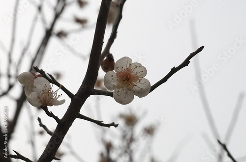 Plum Blossom in spring photo