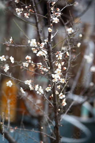 Plum Blossom in spring
