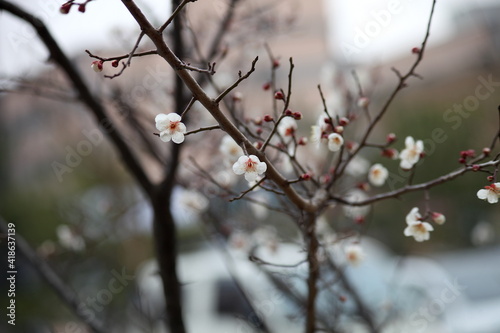 Plum Blossom in spring