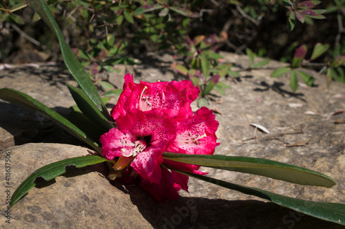 picture of pink rhododendron on rock. state flower of himachal pradesh photo