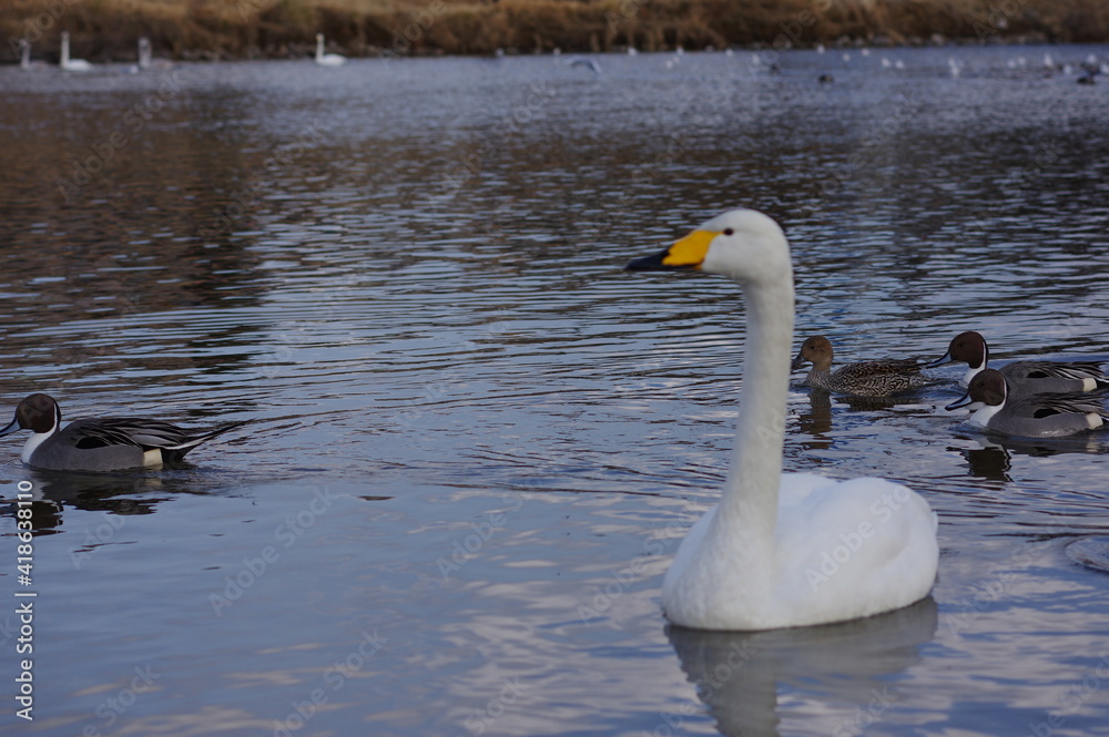 Obraz premium 厳しい寒さを避けて越冬で飛来地へと渡ってきた、美しい白い羽毛のオオハクチョウと水辺のアイドル可愛いシルエットの鴨