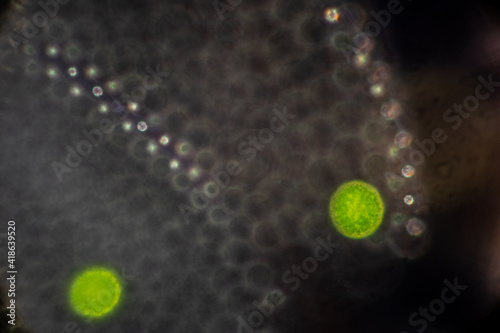 Volvox in drop of water under the microscope for classroom education.
 photo