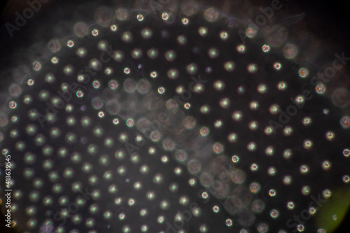 Volvox in drop of water under the microscope for classroom education.
 photo