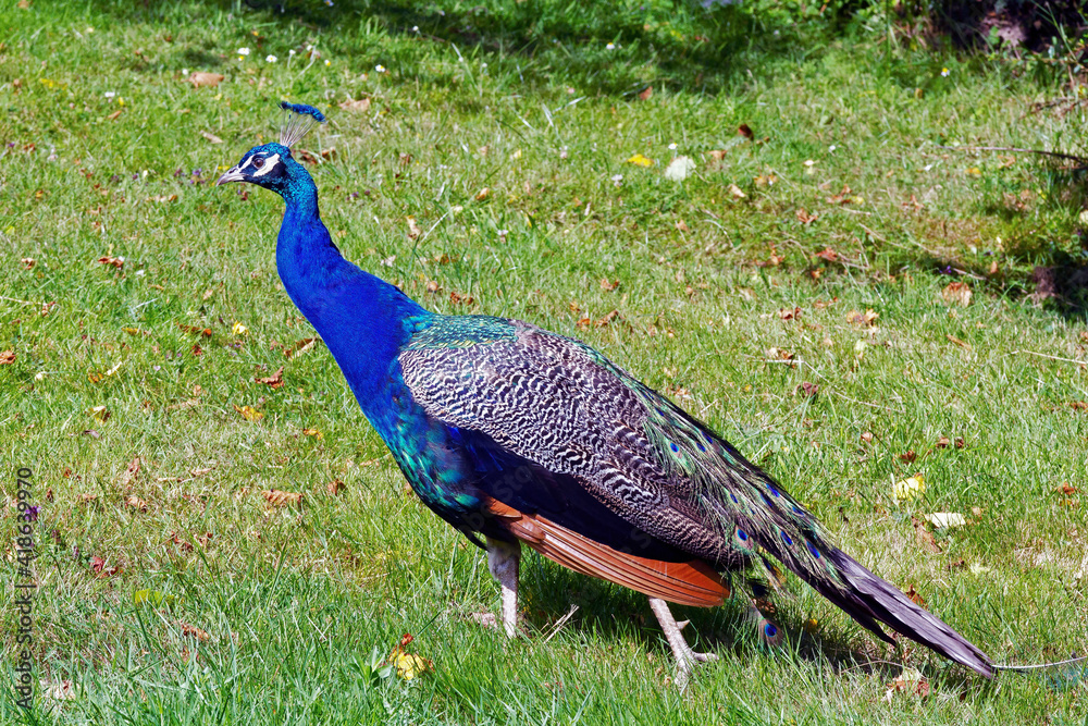 Obraz premium Paon Bleu male