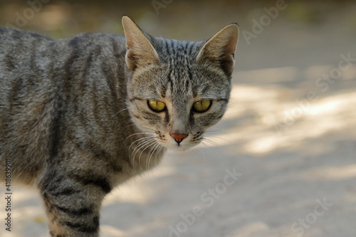 Fototapeta Naklejka Na Ścianę i Meble -  Face of a close-up photo of a cat looking at the camera