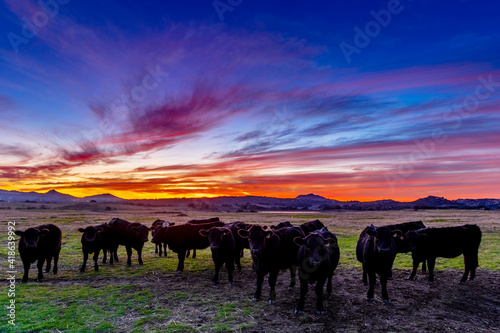 Fototapeta Naklejka Na Ścianę i Meble -  Cows in a pasture with a colorful sunset in Ramona, California