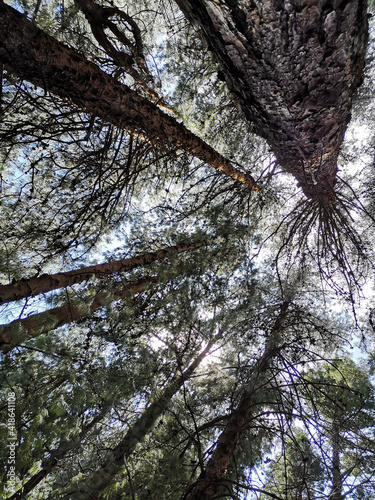 trees and sky