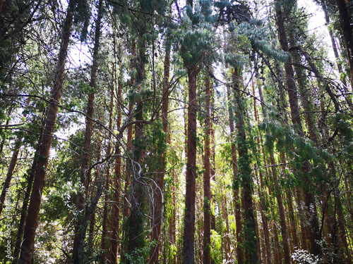 trees in the forest