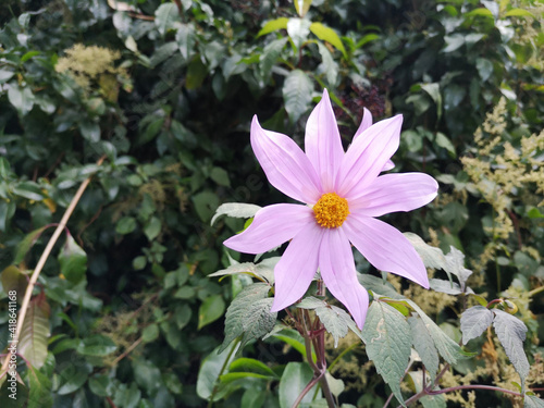 purple and yellow flower