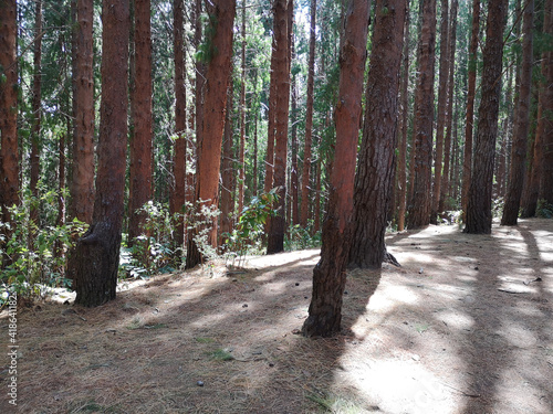 path in the woods