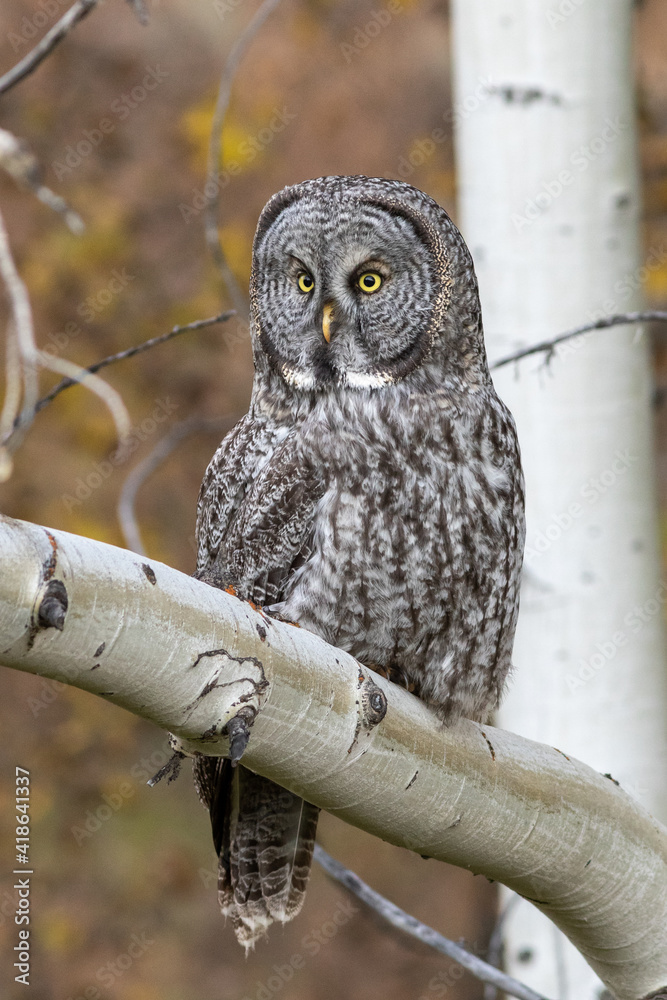 Fototapeta premium great gray owl hunting from aspen tree