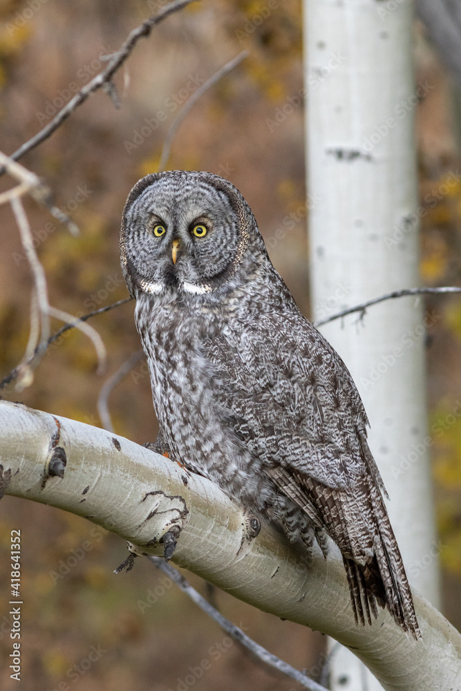 Fototapeta premium Great grey owl in aspen tree