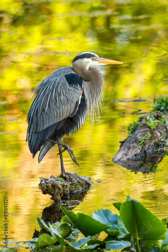 Foto great blue heron with colors of fall reflecting off water