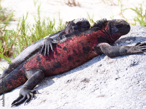 Marine Iguanas, Galapagos, Ecuador