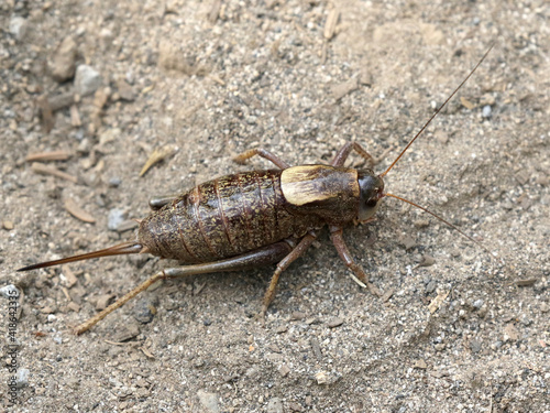 A Female Mormon Cricket - Anabrus simplex