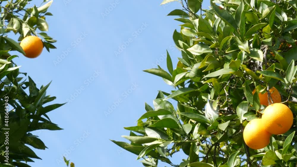 Citrus orange fruit on tree, California USA. Spring garden, american local agricultural farm plantation, homestead horticulture. Juicy fresh leaves, exotic tropical harvest on branch. Springtime sky. Citrus orange fruit on tree, California USA. Spring garden, american local agricultural farm plantation, homestead horticulture. Juicy fresh leaves, exotic tropical harvest on branch. Springtime sky.