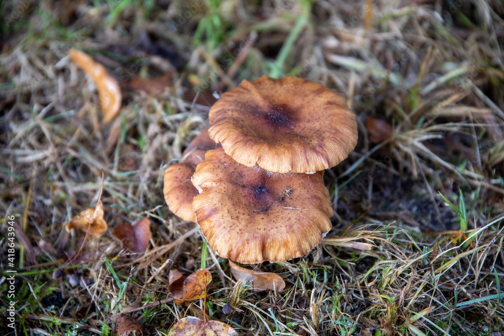 Wiesenpilz Wiesenpilz