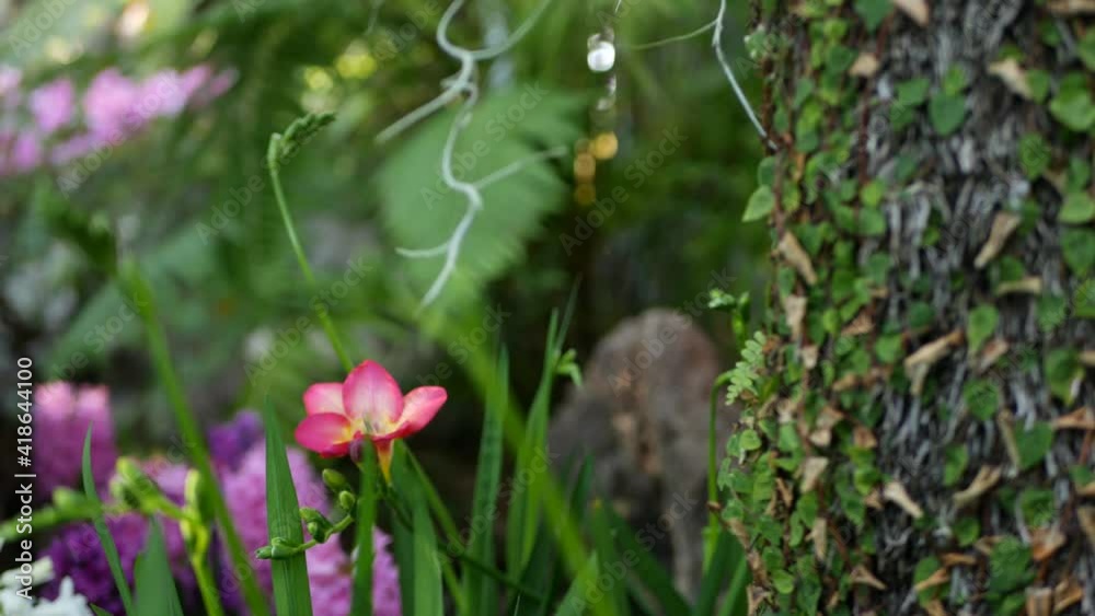Tiny freesia hyacinth purple flower in forest, California USA. Springtime morning atmosphere, delicate tiny violet pink green plant. Spring fairy botanical pure freshness. Wilderness wood ecosystem. Tiny freesia hyacinth purple flower in forest, California USA. Springtime morning atmosphere, delicate tiny violet pink green plant. Spring fairy botanical pure freshness. Wilderness wood ecosystem.