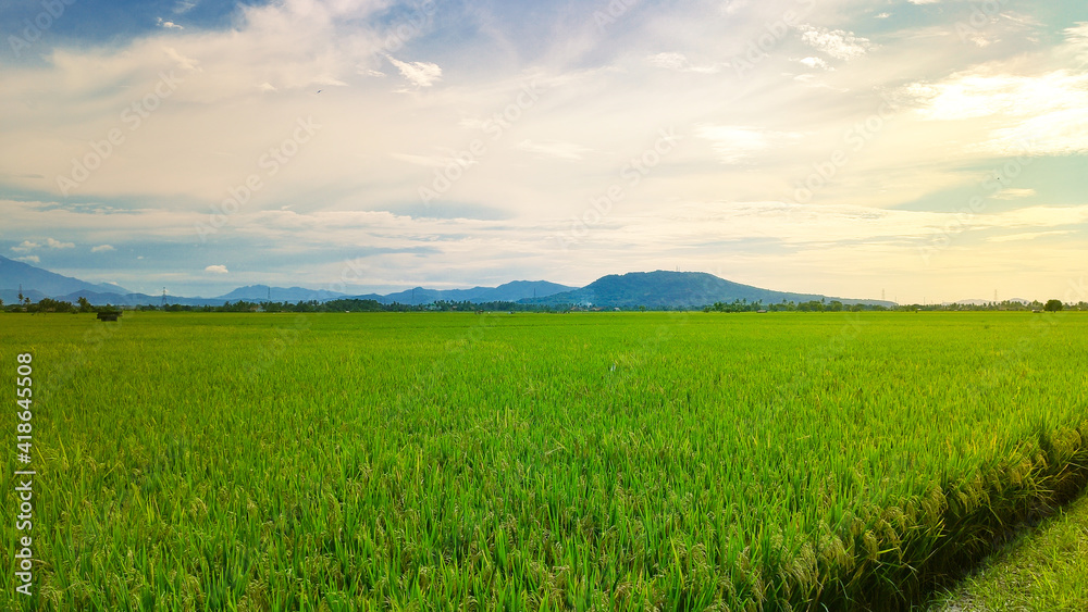 Rice field in local area of Indonesia