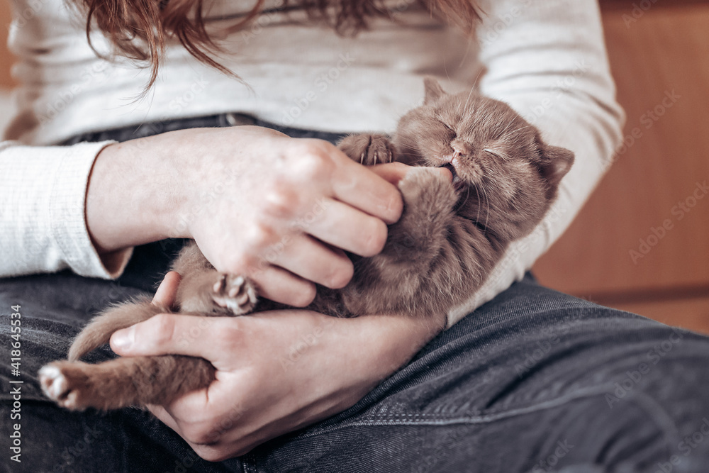 Fototapeta premium Britisch Kurzhaar Katze Kitten im Alltag süß und verspielt