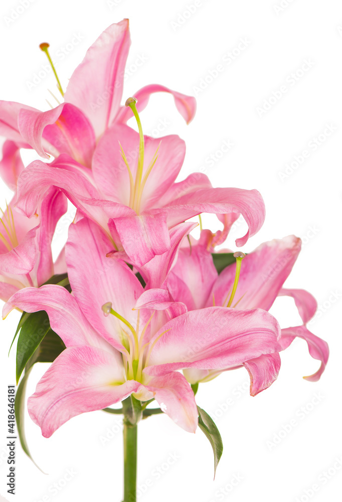 beautiful pink lily, isolated on the white
