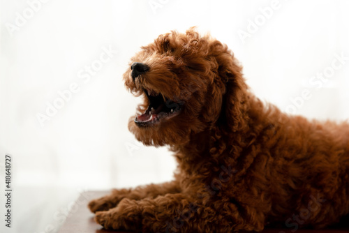 dog, poodle, puppy, pet, animal, cute, toy, isolated, canine, white, brown, black, breed, small, portrait, white background, sitting, mammal, bear, adorable, young, studio, pedigree, little, pup