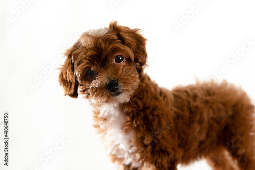 dog, poodle, puppy, pet, animal, cute, toy, isolated, canine, white, brown, black, breed, small, portrait, white background, sitting, mammal, bear, adorable, young, studio, pedigree, little, pup