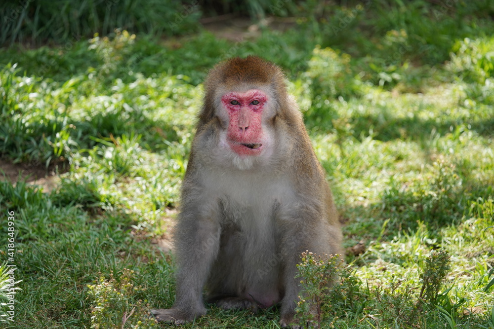 Fototapeta premium サル