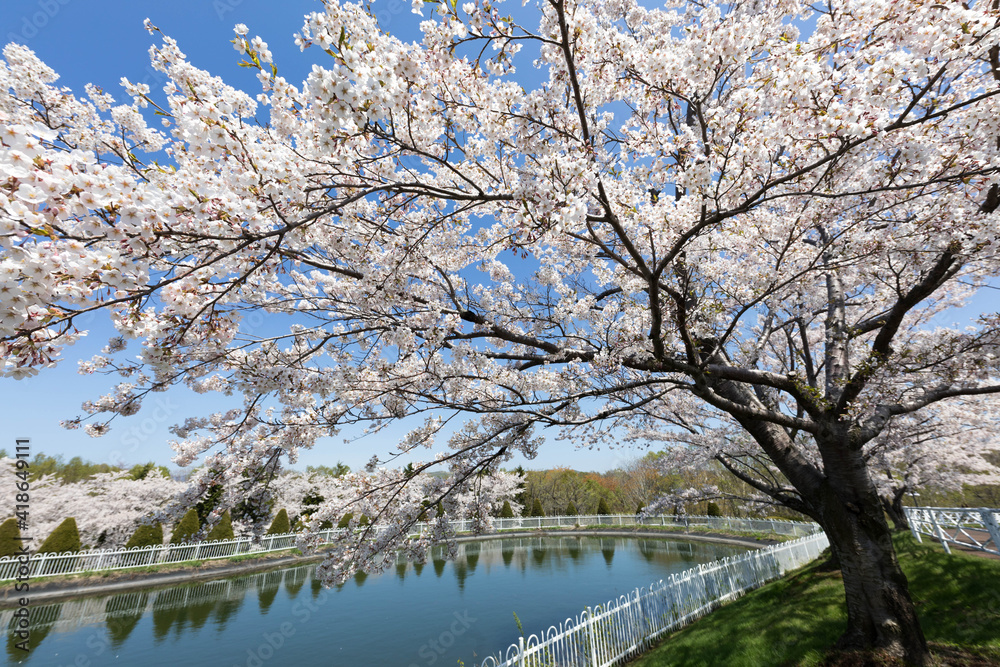 北海道の桜 北海道の桜